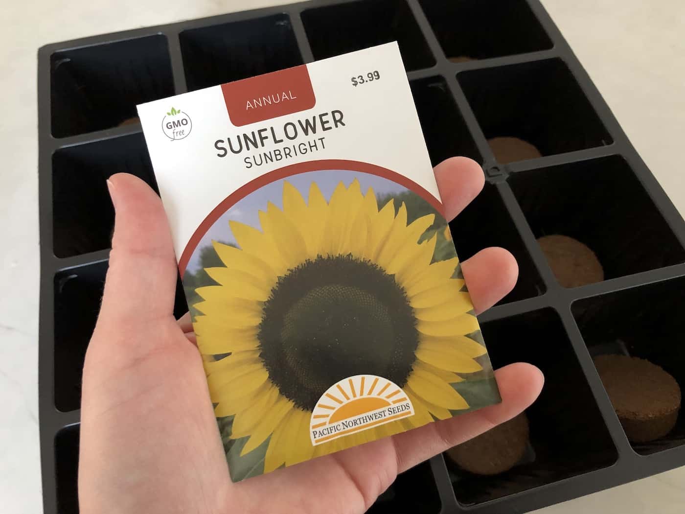 Growing sunflowers indoors