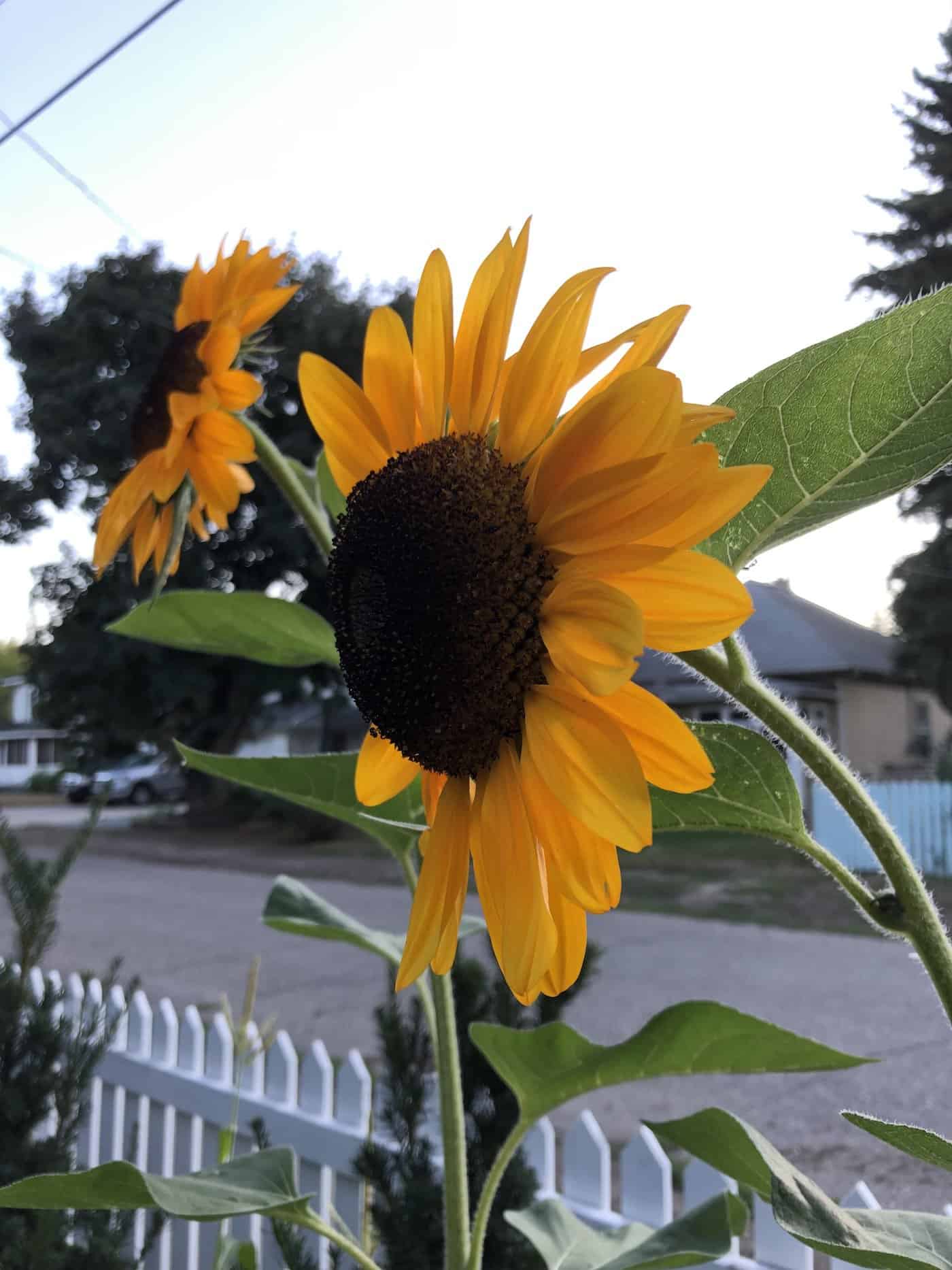 Growing sunflowers