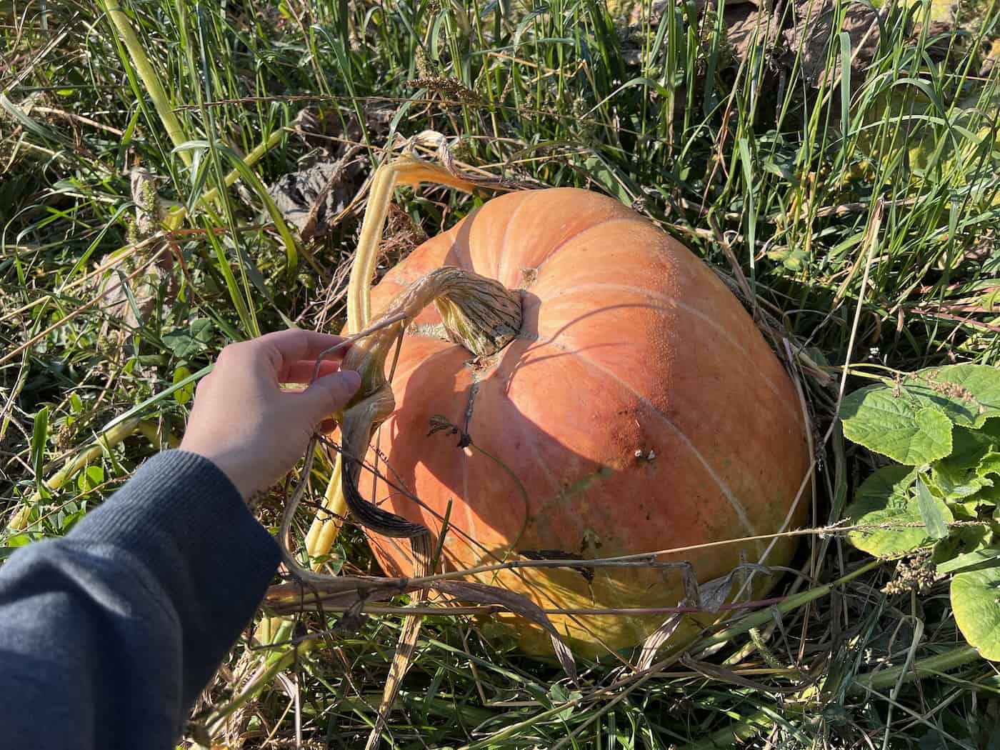 Harvesting a pumpkin