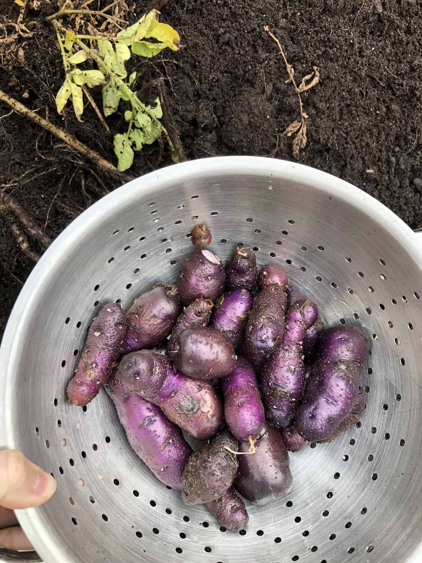 Harvesting mini purple potatoes