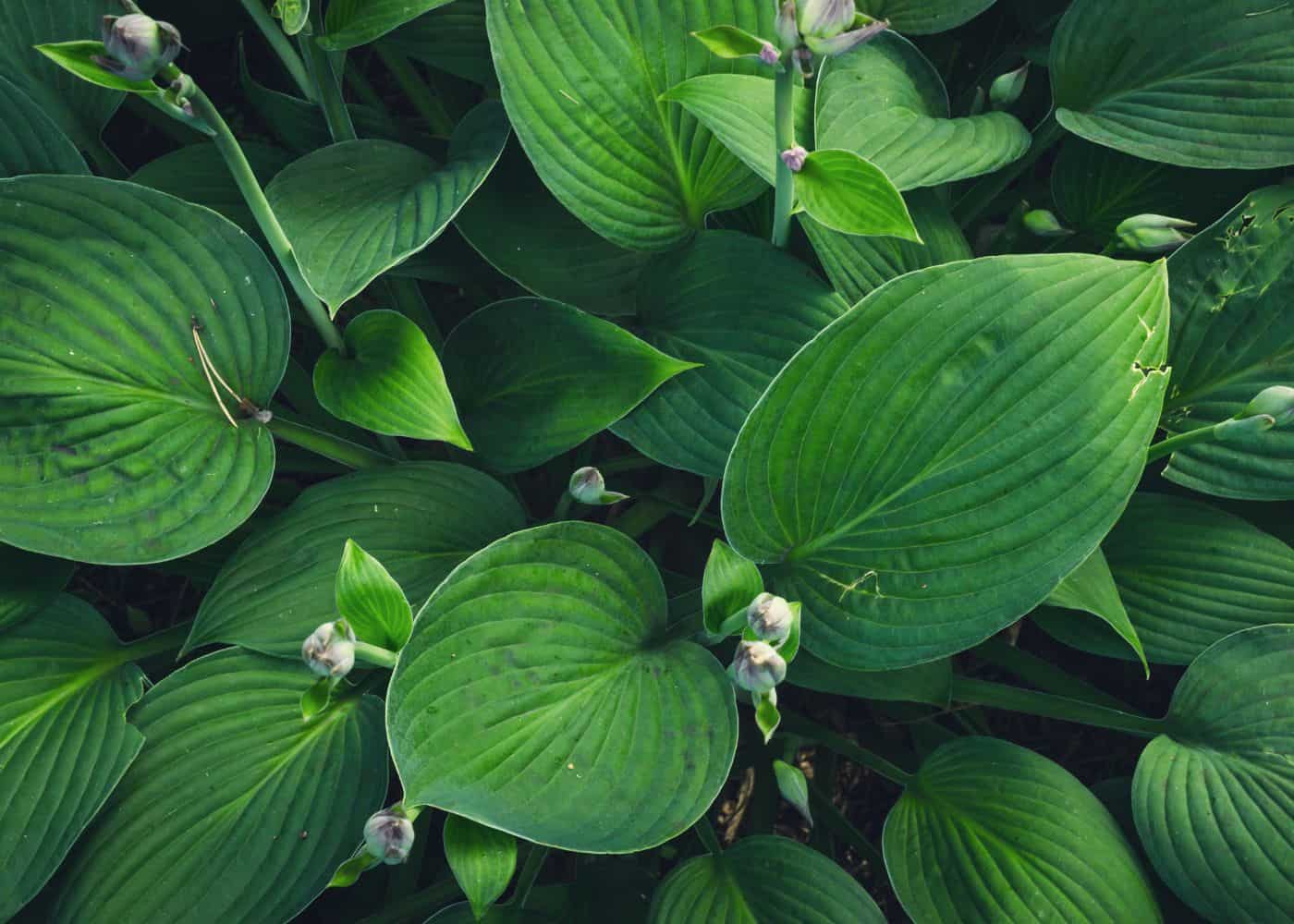 Hosta foliage - solid green with flower buds