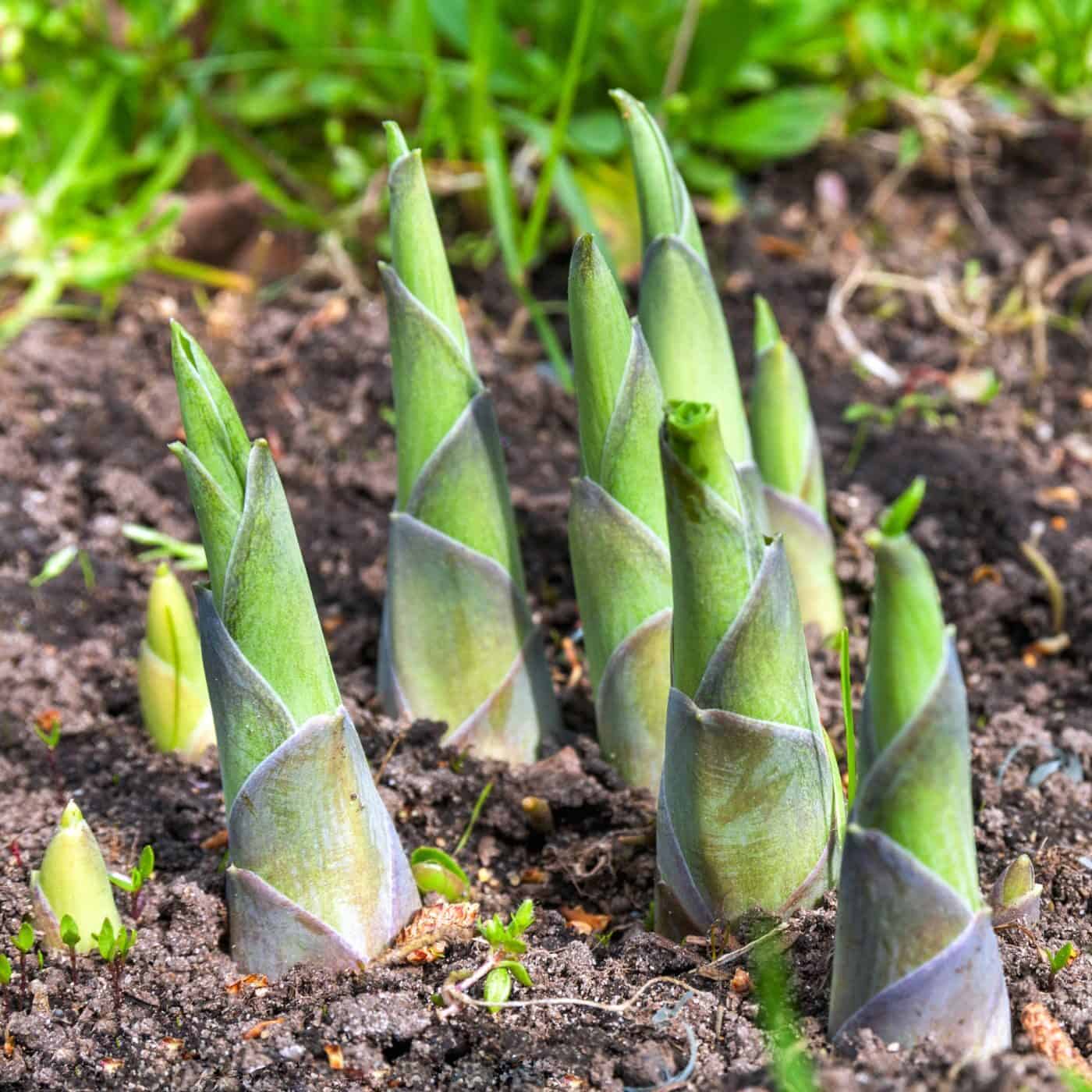 Hosta sprouts in spring