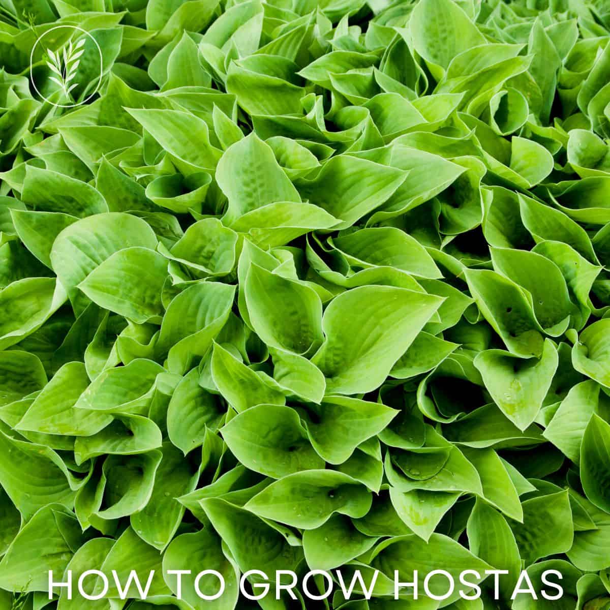 How to grow hostas via @home4theharvest