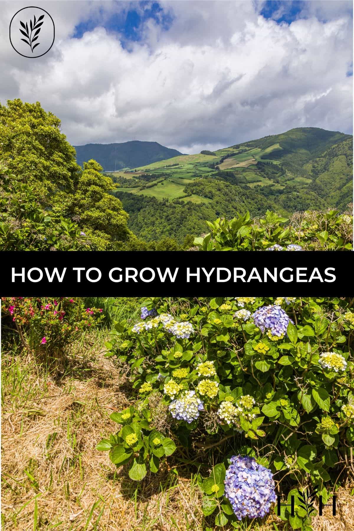 How to grow hydrangeas via @home4theharvest