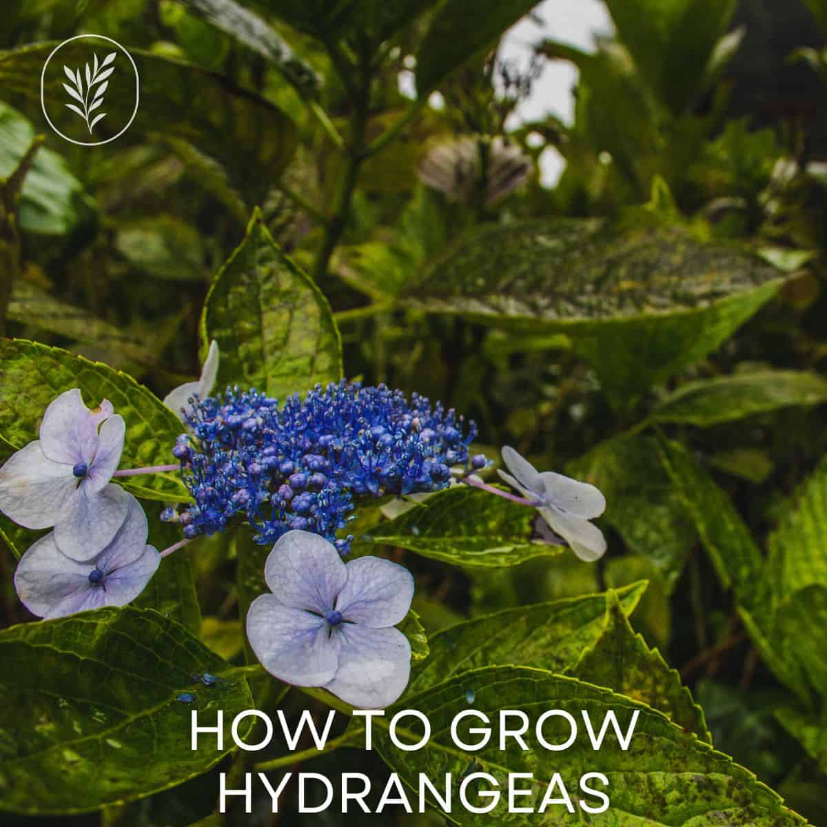 How to grow hydrangeas via @home4theharvest