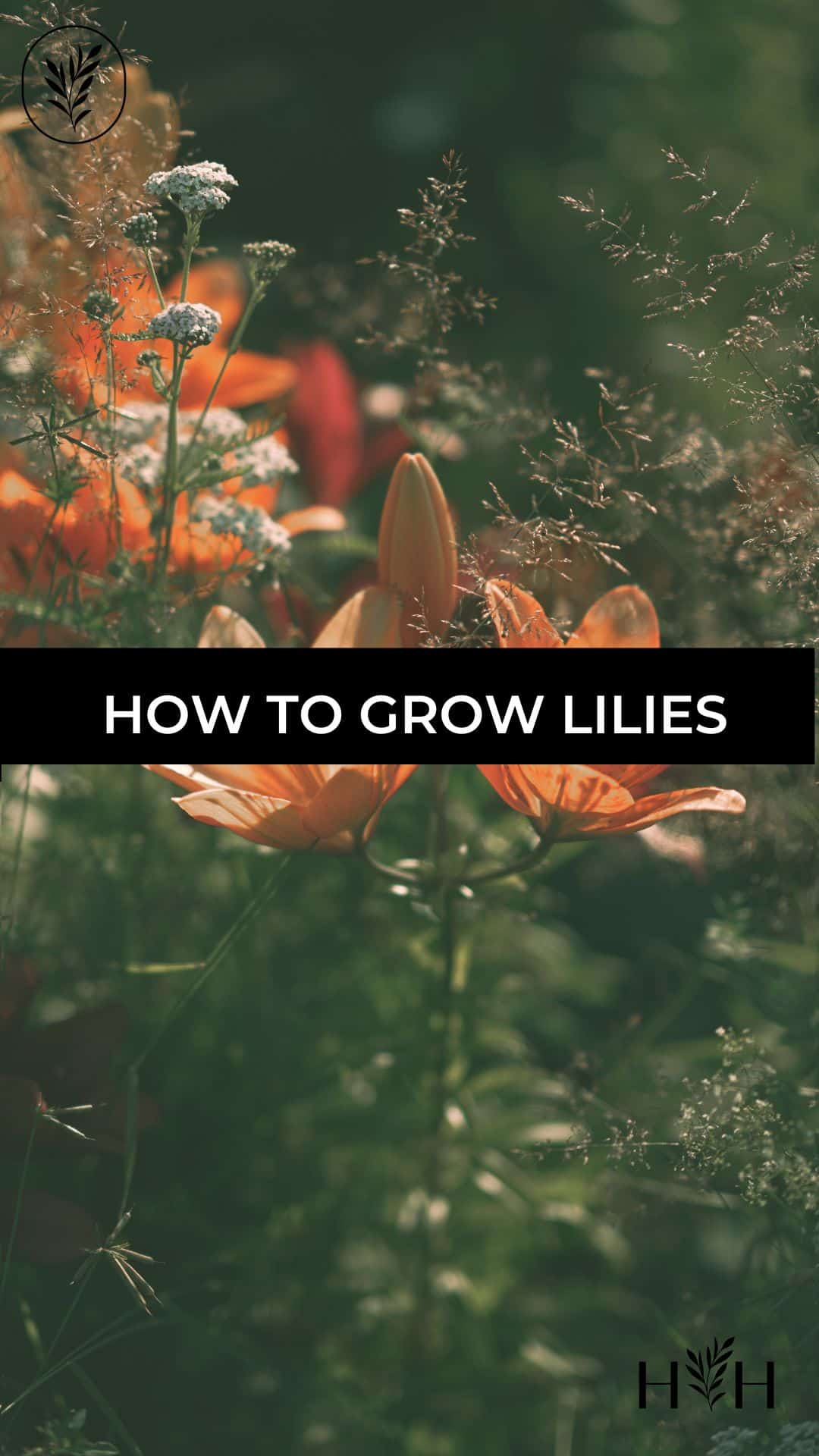 How to grow lilies via @home4theharvest