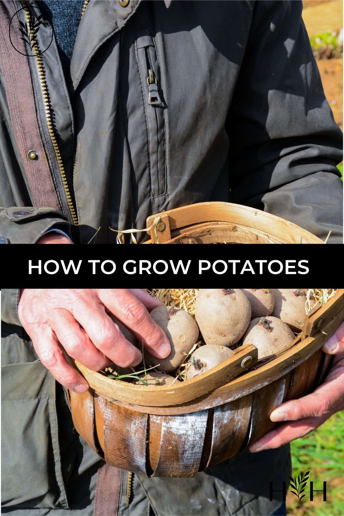 How to grow potatoes via @home4theharvest