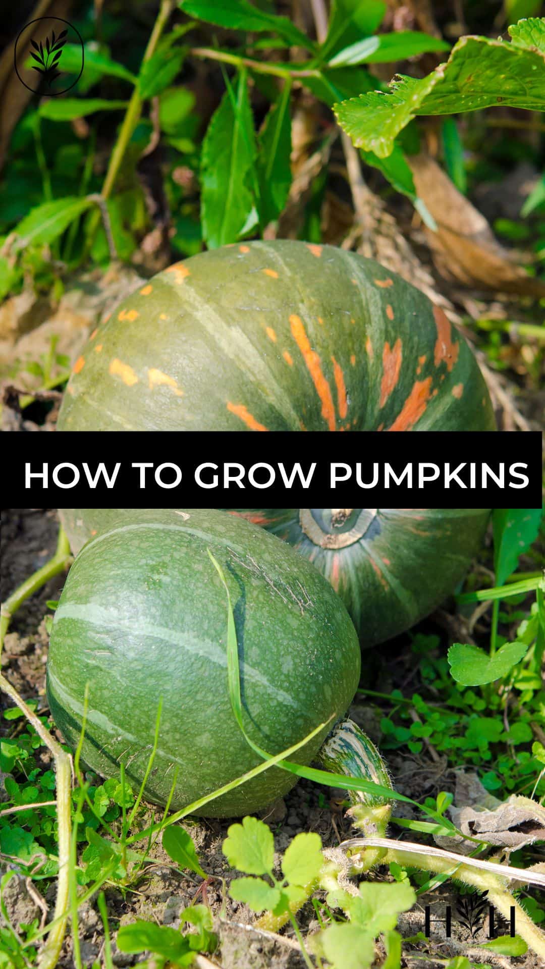 How to grow pumpkins via @home4theharvest