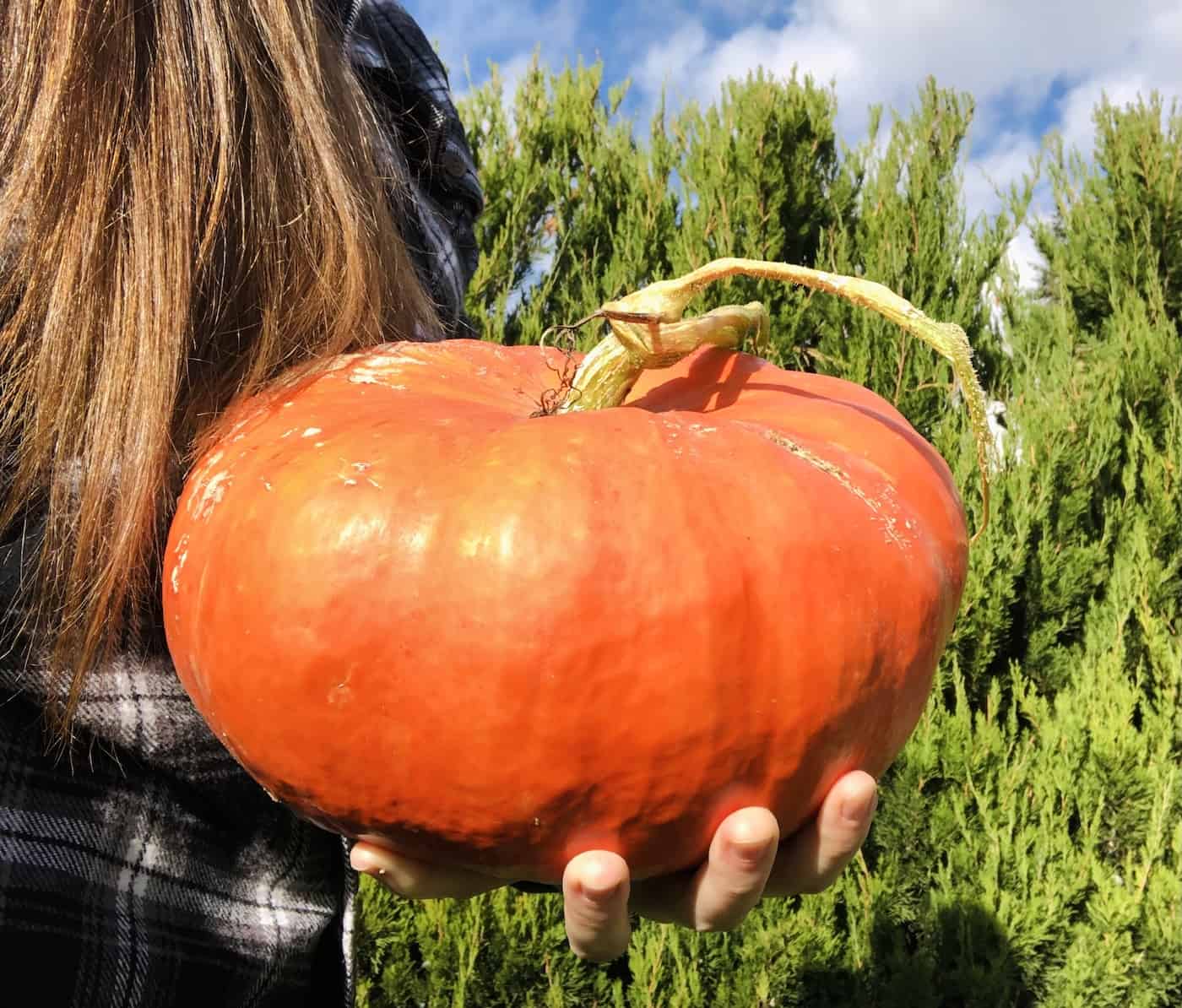 How to grow pumpkins