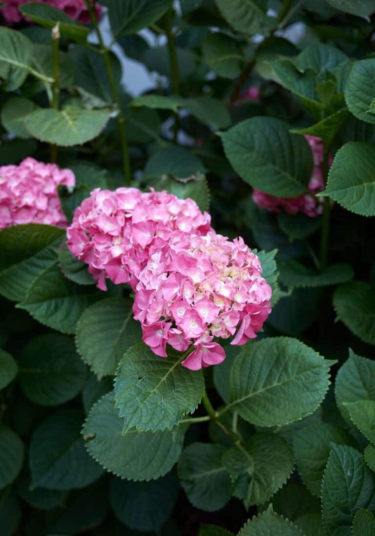 How to grow hydrangeas 🌺 🌿 Secrets for vibrant and lush blooms