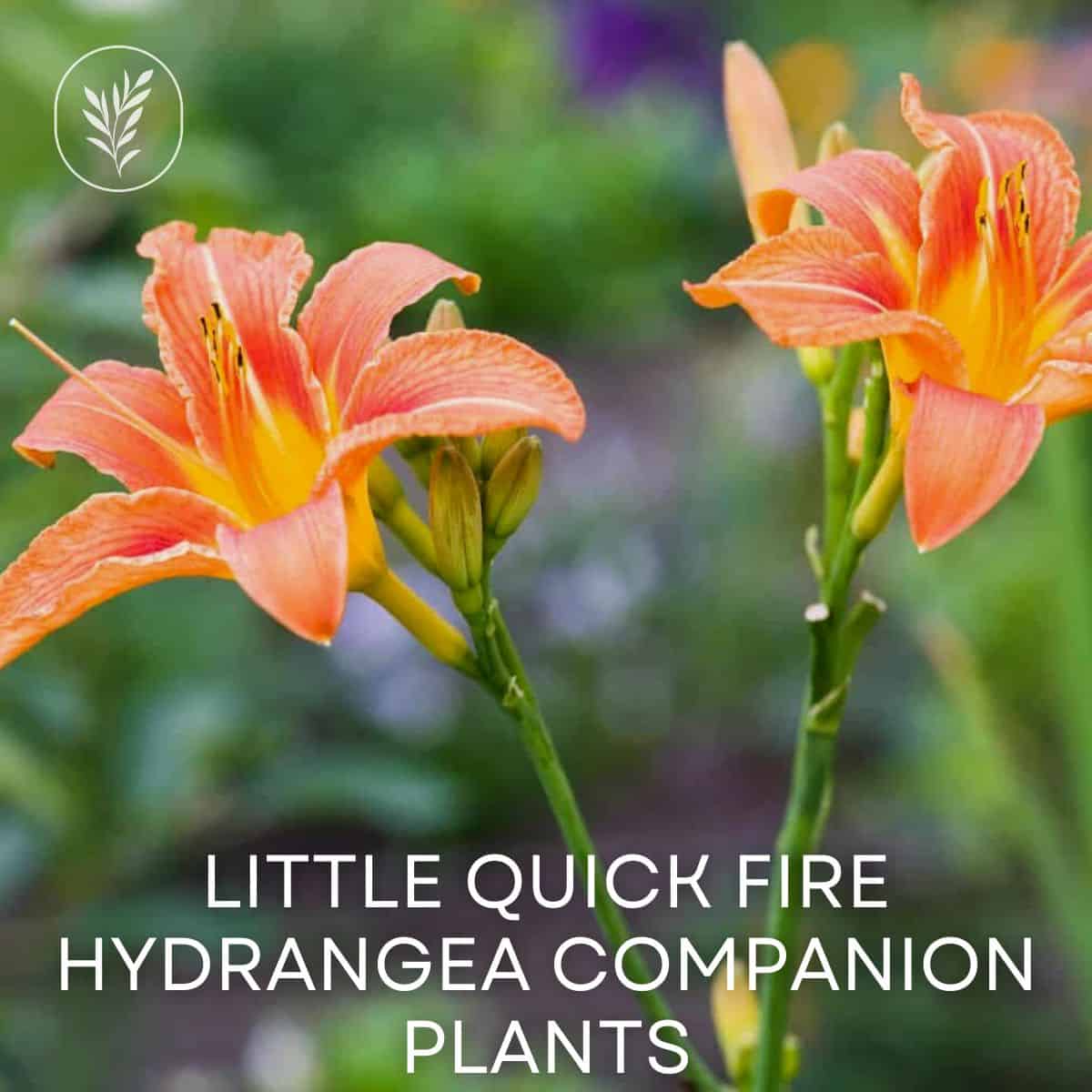 Little quick fire hydrangea companion plants via @home4theharvest