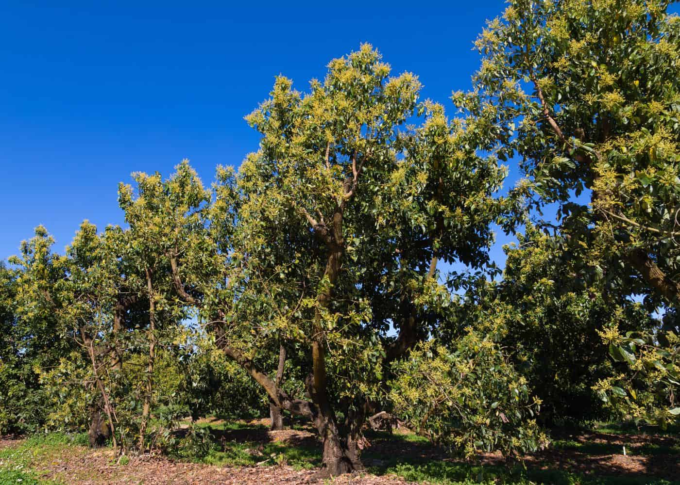 Mature avocado trees