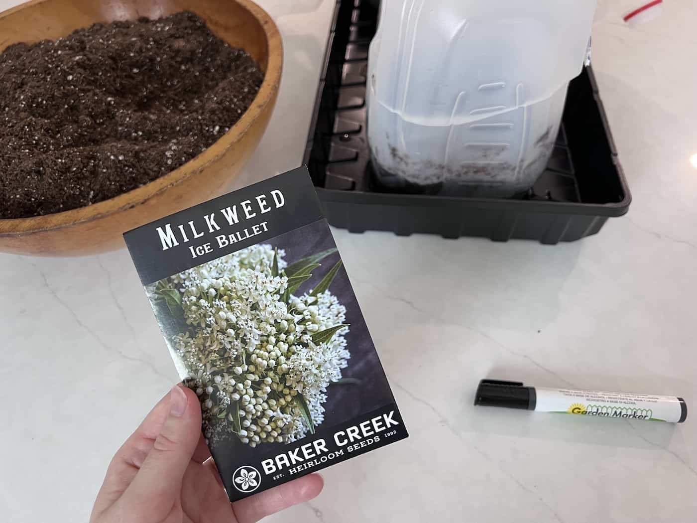 Milkweed seeds - ice ballet