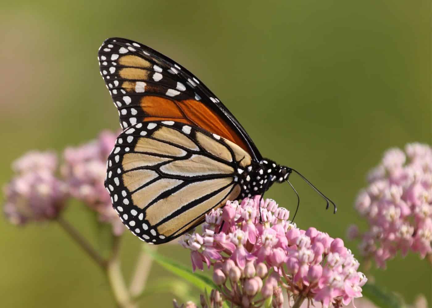 Milkweed with monarch