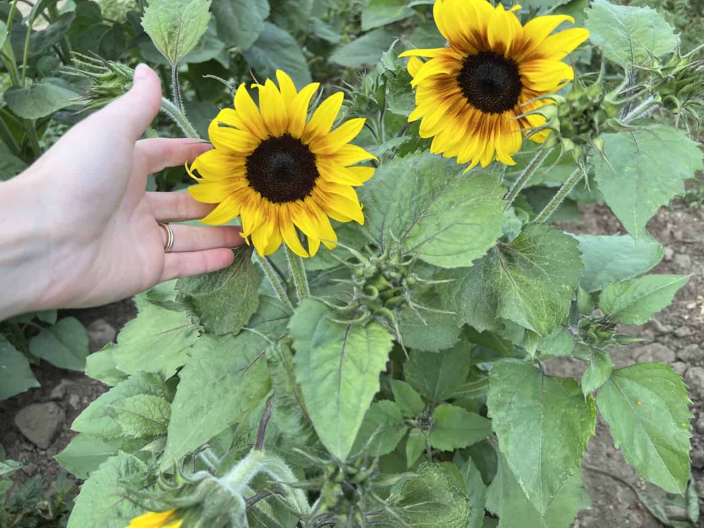 Winter sowing sunflowers ️ 🌻 The coldweather approach to a sunny garden