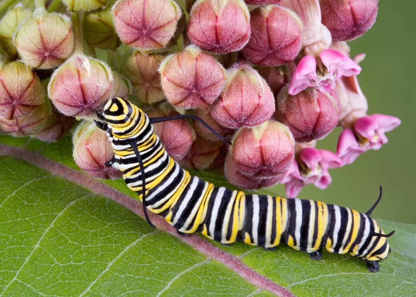 Monarch caterpillar on milkweed blossom