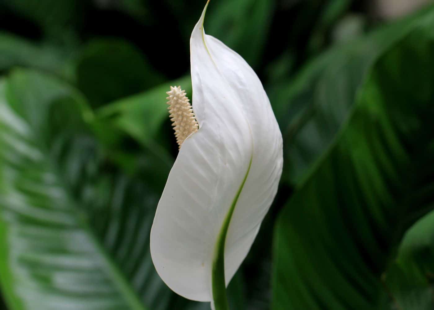 Peace lily plant care guide