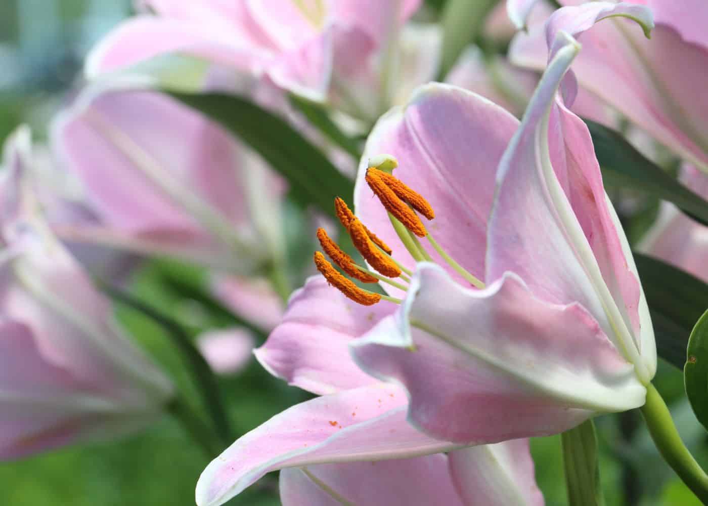 Pink japanese lily