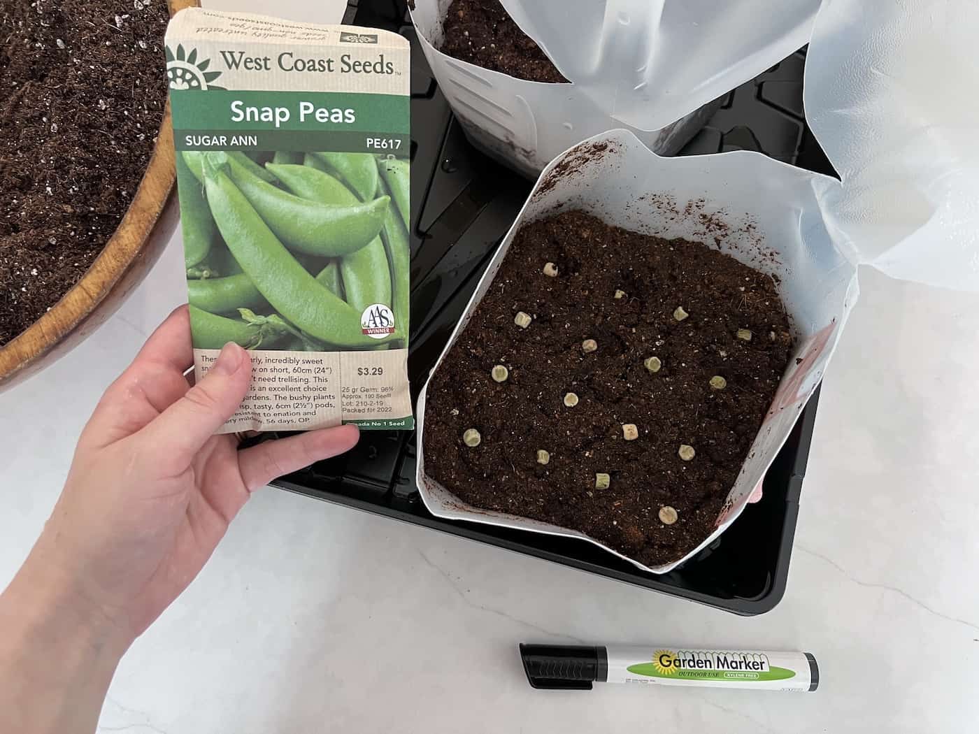 Planting snap peas in milk jug