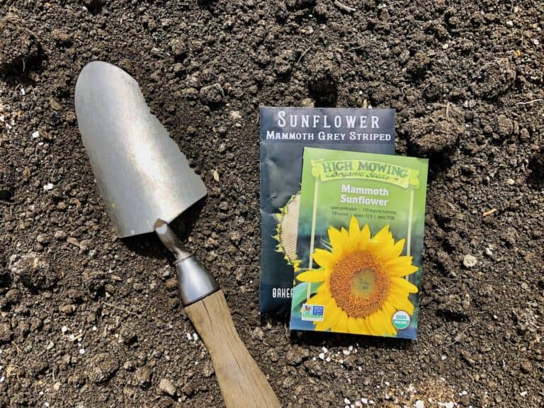 Planting sunflower seeds