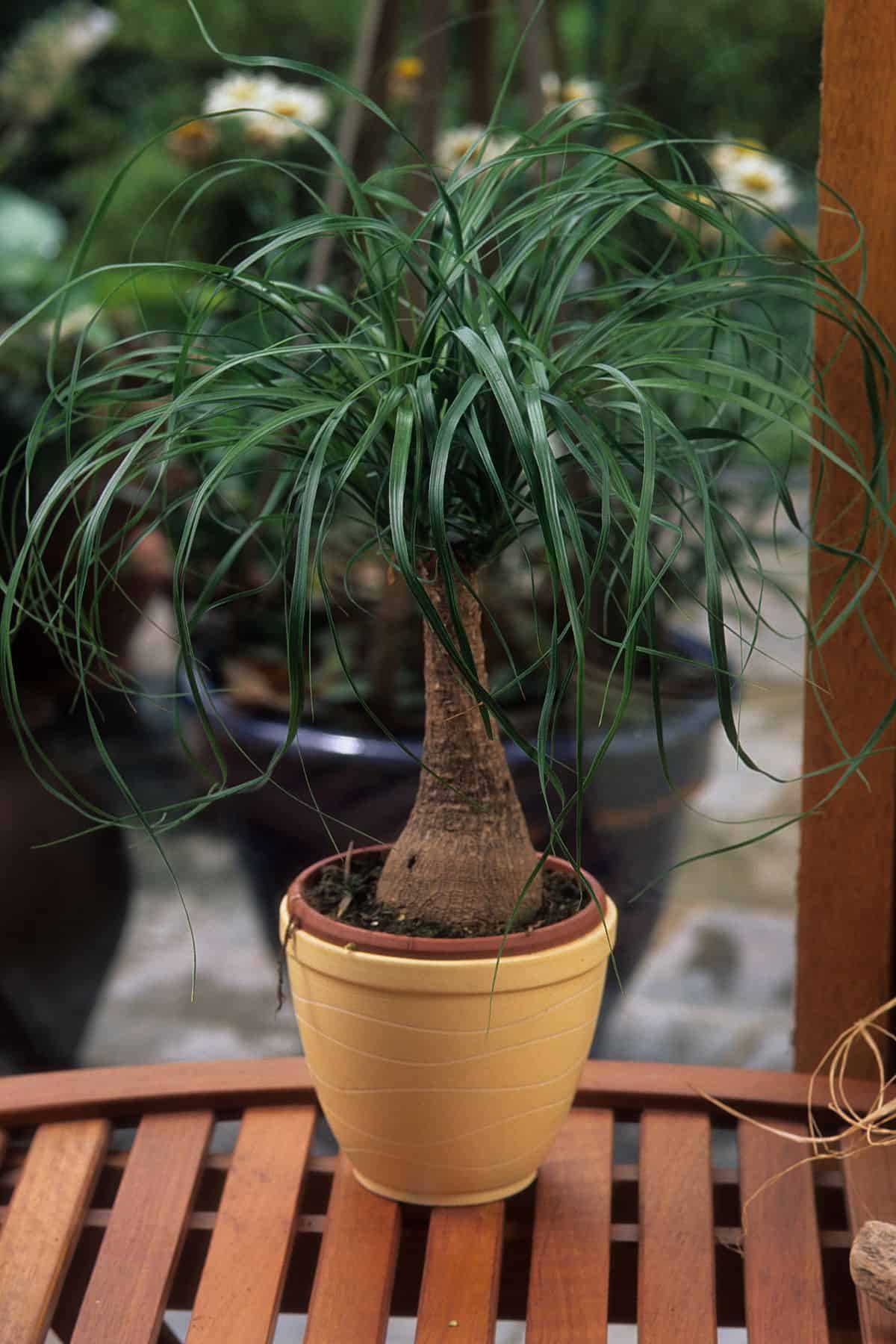 6 indoor trees for low light (and 6 that need sun) Home for the Harvest