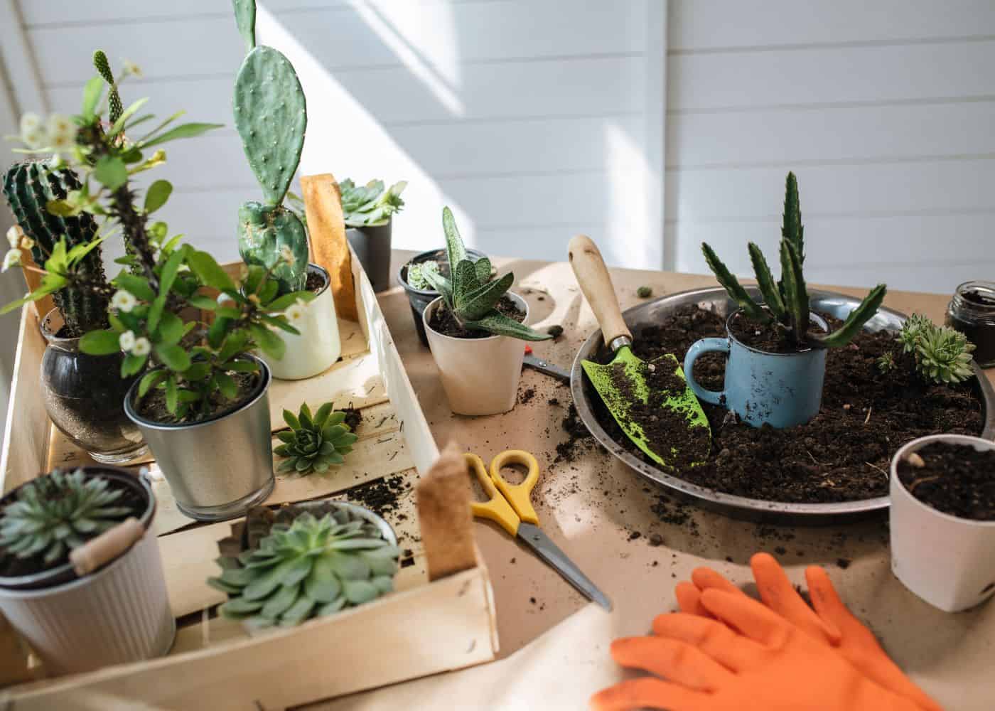 Potting station for succulents and cacti