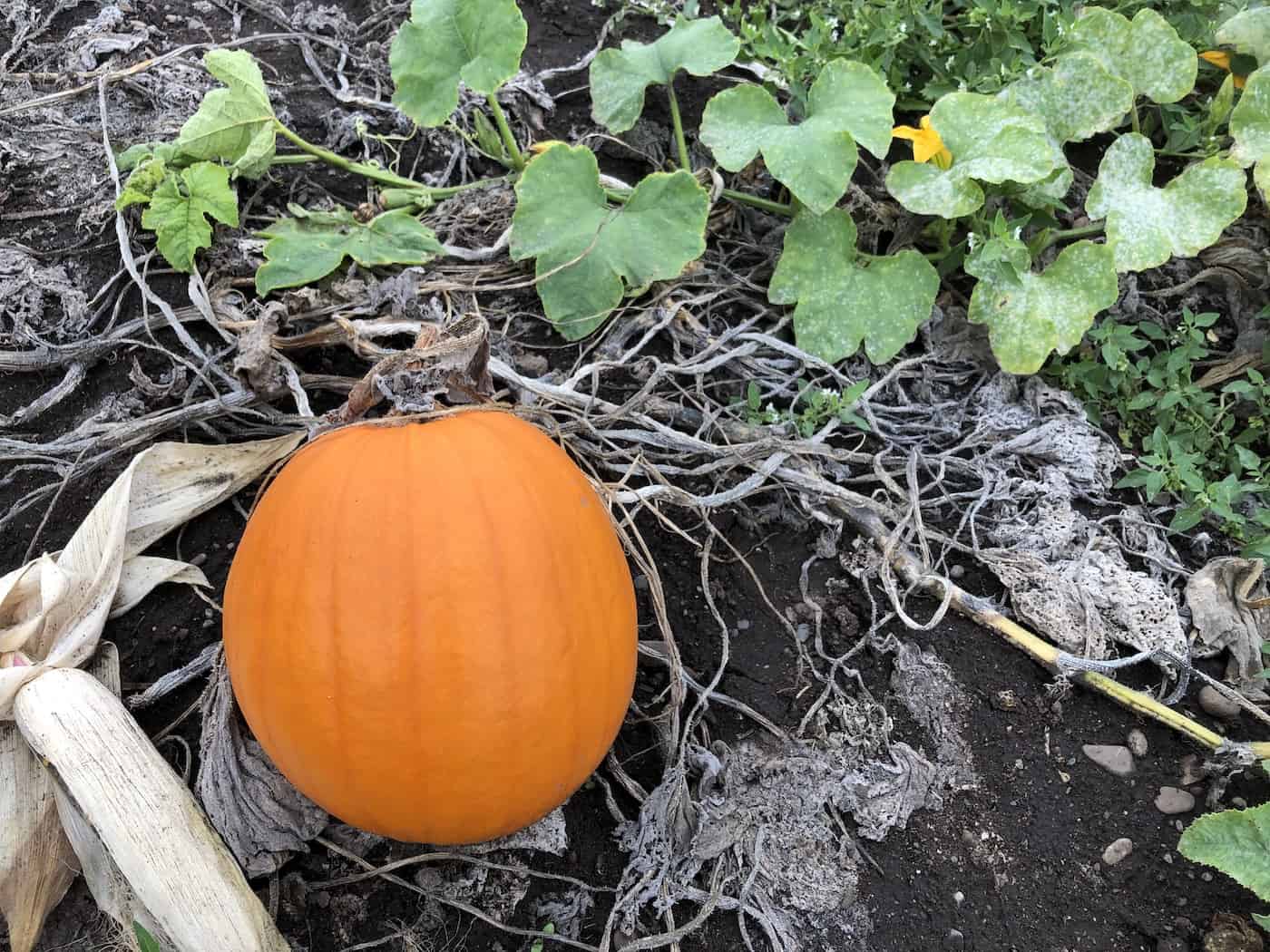 Pumpkin plants and frost