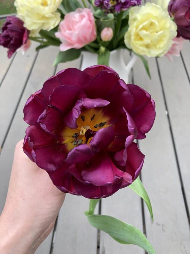 How to grow tulips 🍃🌷 Best practices and care for beautiful blooms