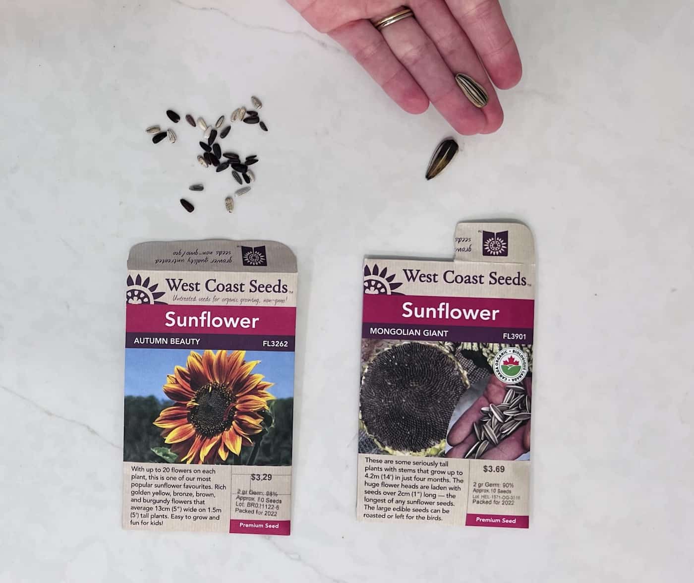 Regular sunflower seeds compared to giant ones