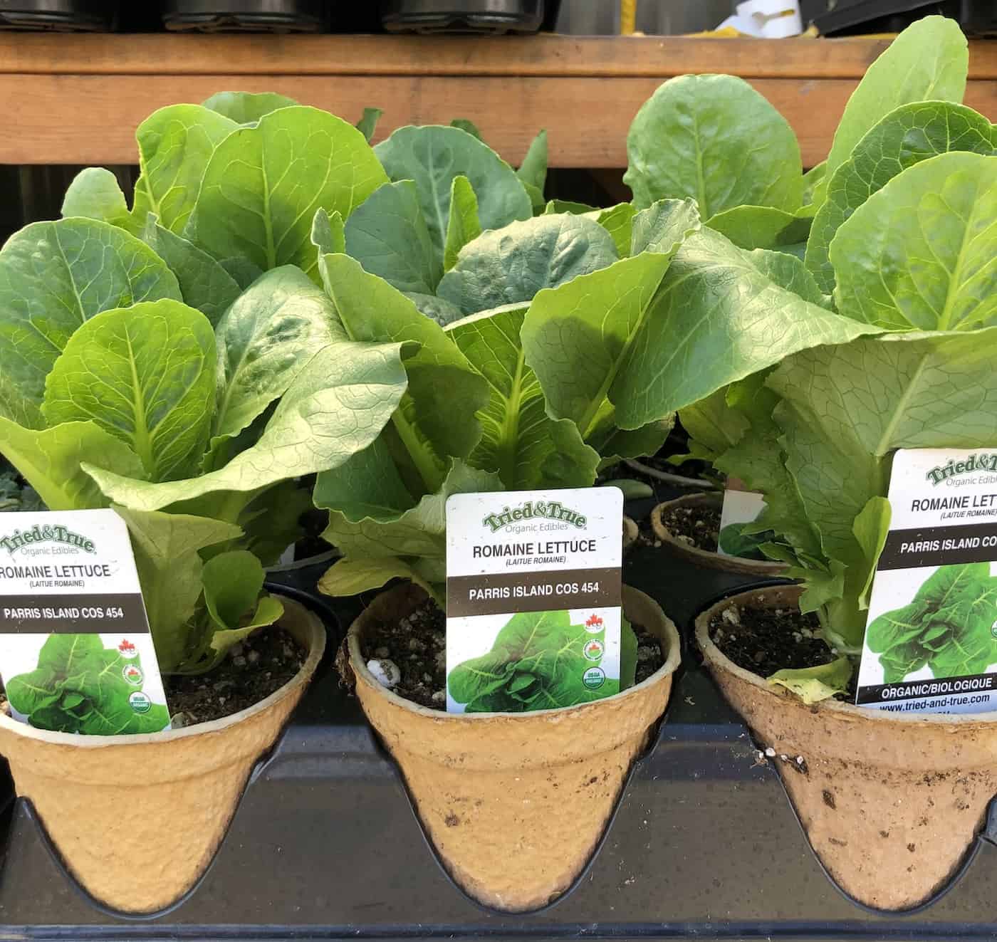 How to grow lettuce 🌱 🥬 Sprout your way to gardenfresh salads