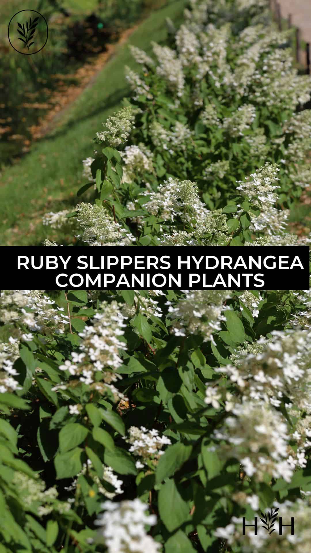 Ruby slippers hydrangea companion plants via @home4theharvest