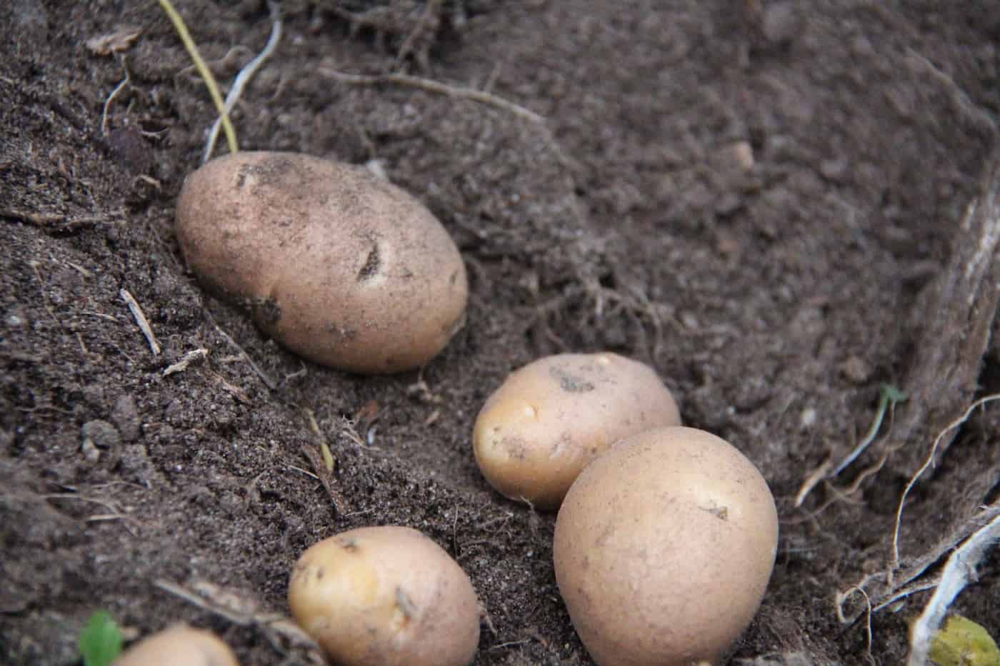 Russet potatoes in the garden