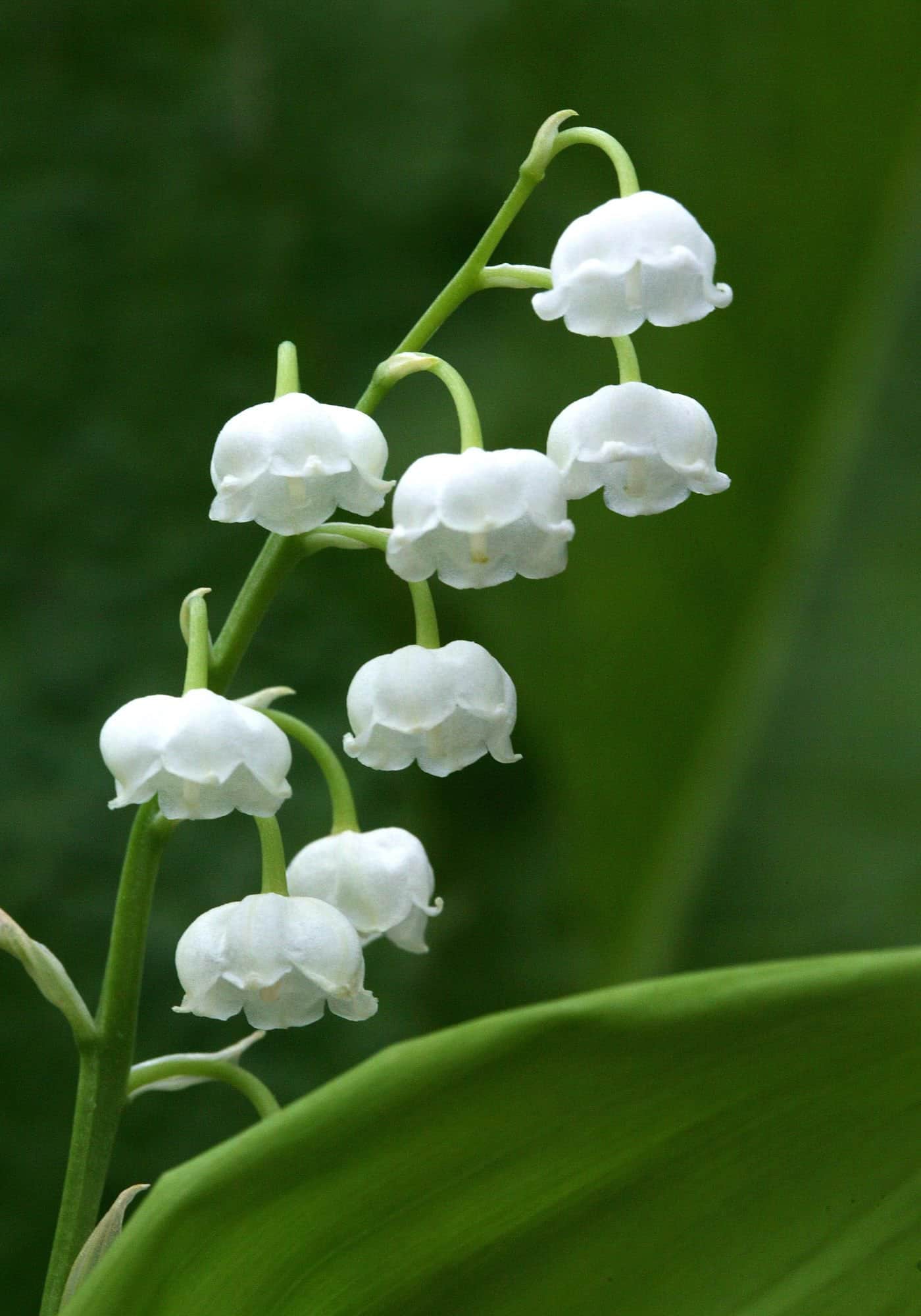 Shade plant - lily of the valley (convallaria majalis)