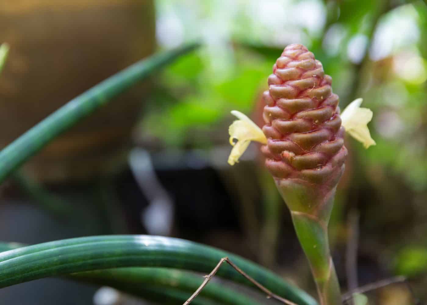 Shampoo ginger lily plant