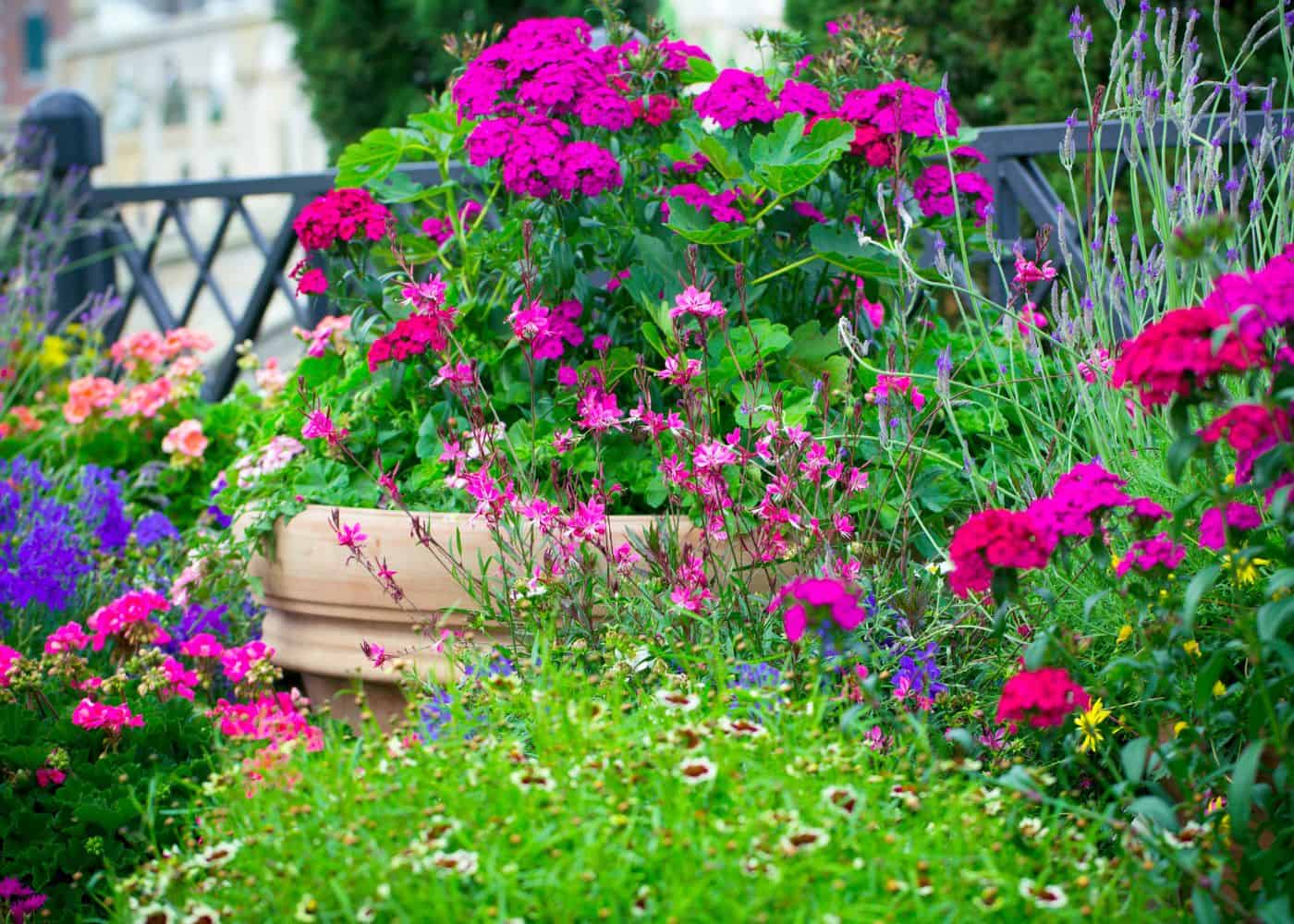Small garden ideas - grow flowers in containers