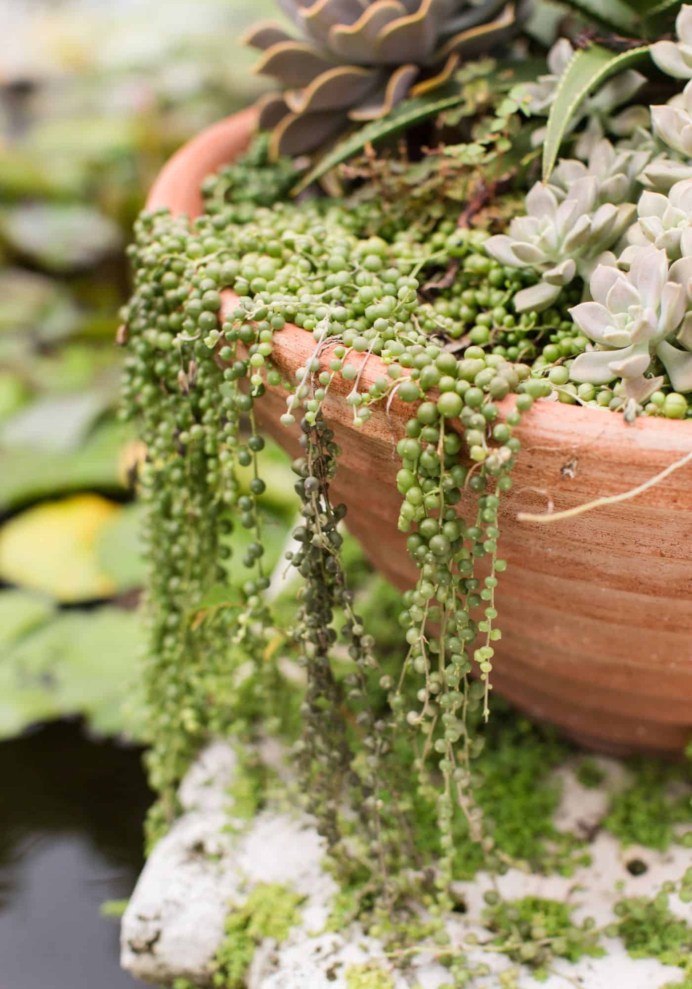 String of pearls in succulent bowl