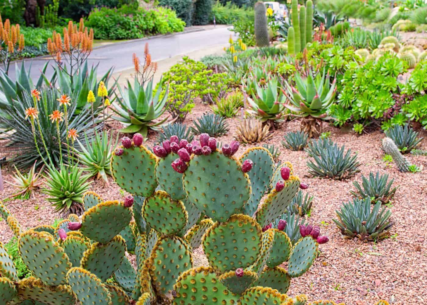 Succulent and cactus garden outdoors