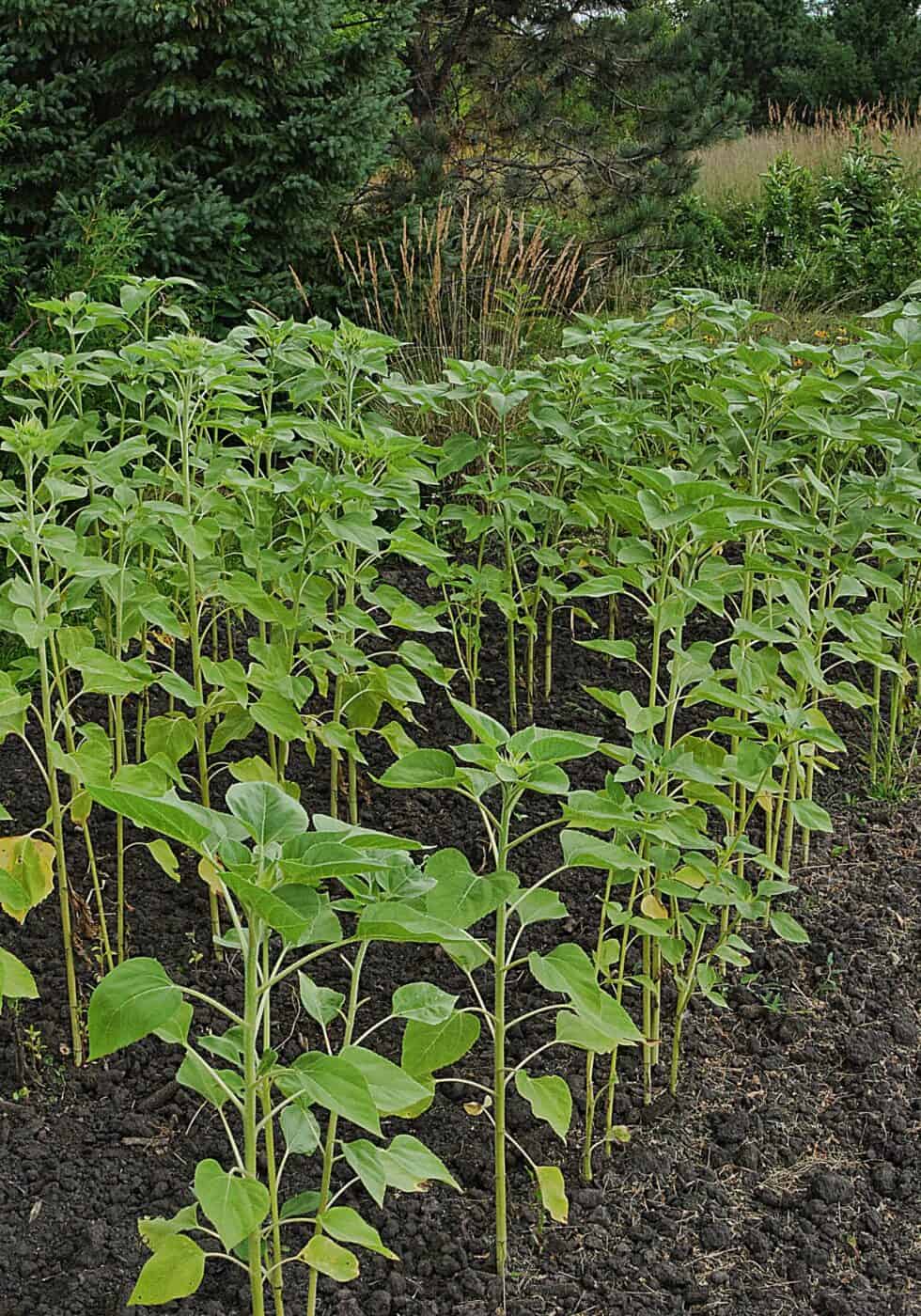 How long does it take for a sunflower to grow? 🌻⏳ A timeline for your