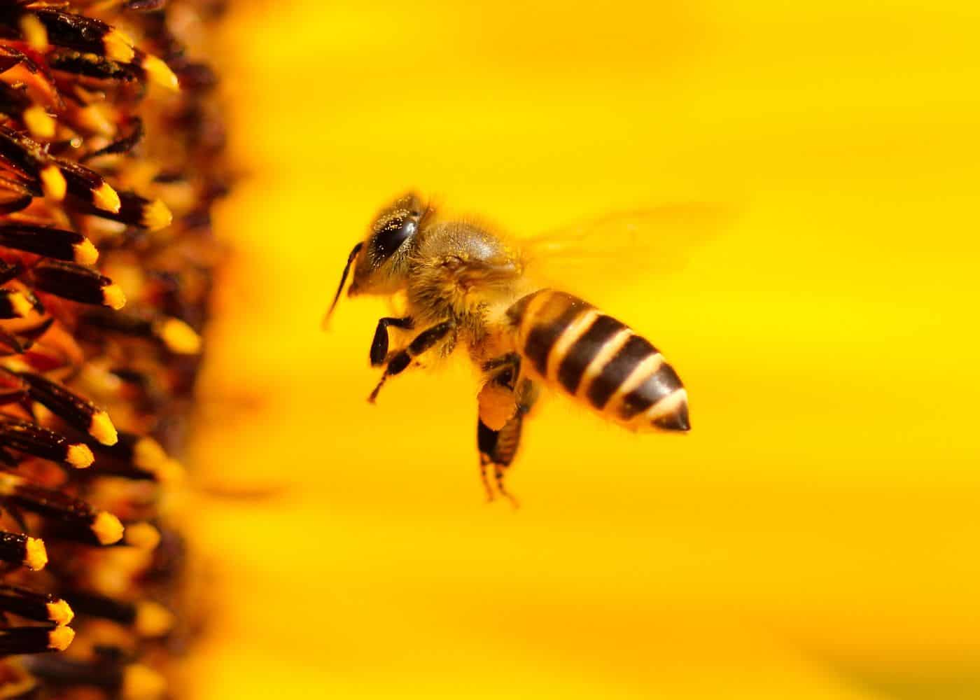 Sunflowers for pollinators - honey bees