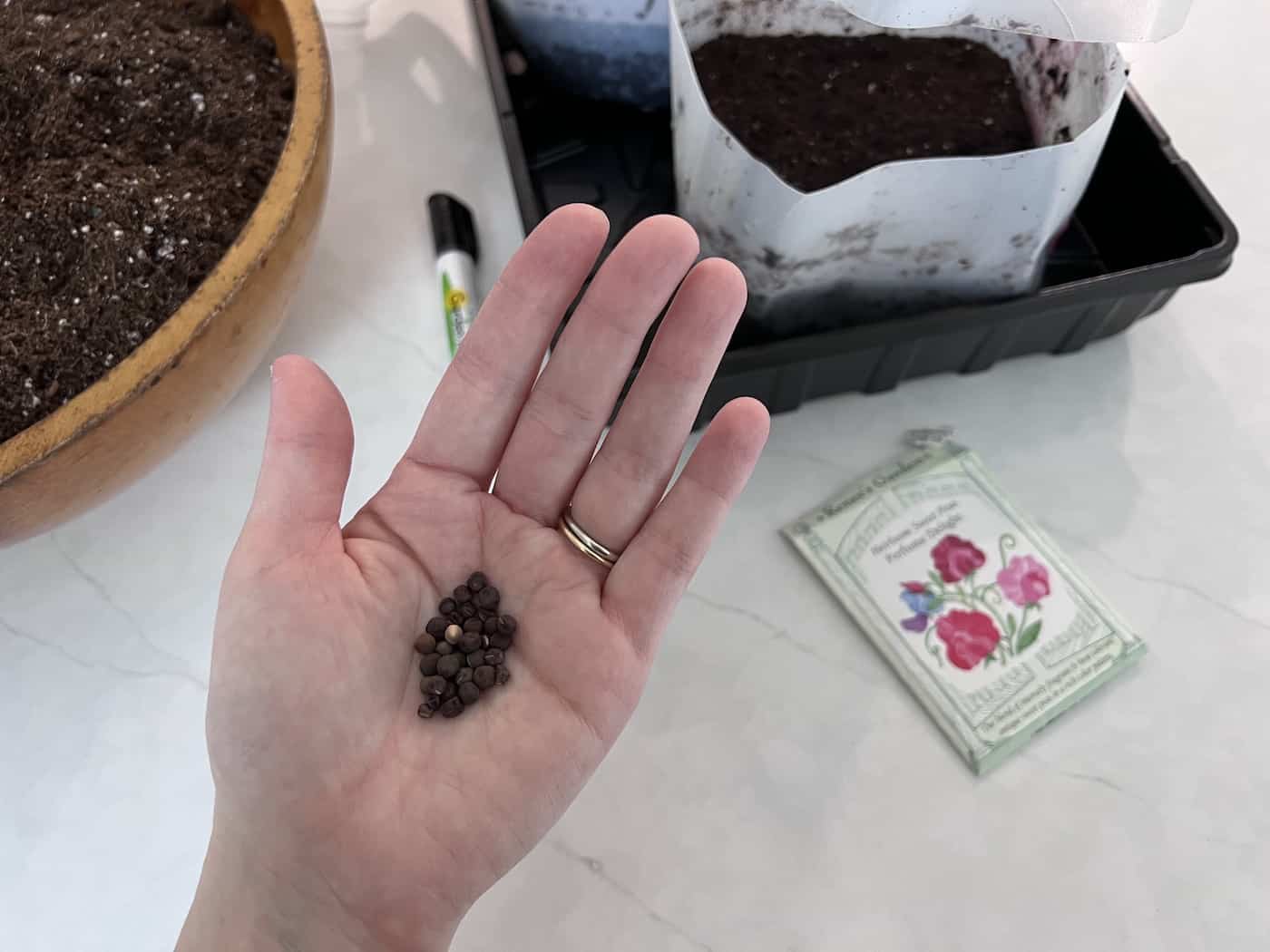 Sweet pea seeds held in hand