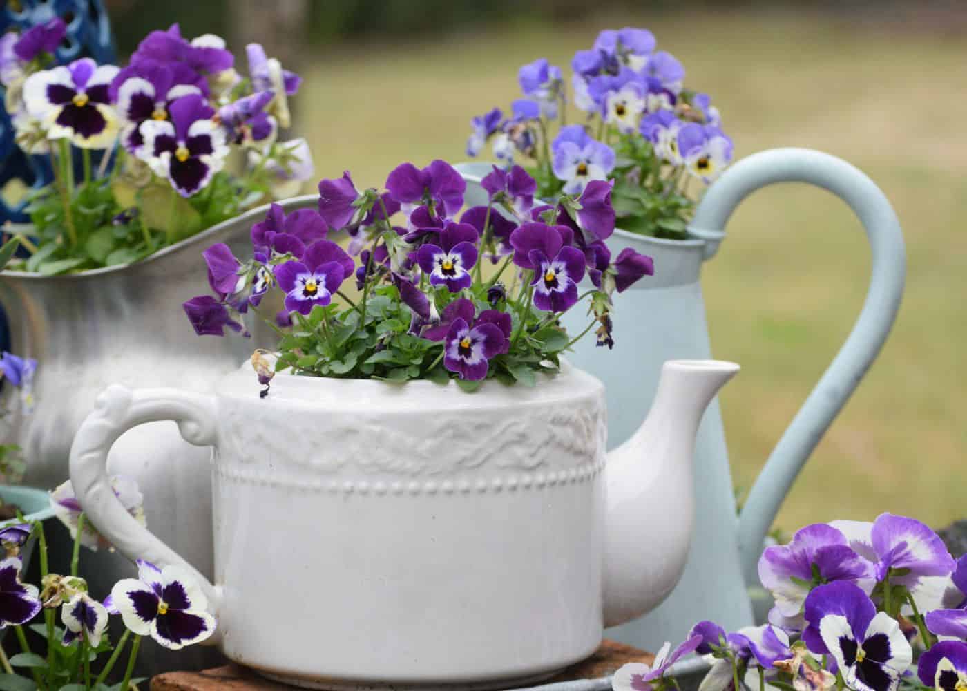 Teapot violet garden