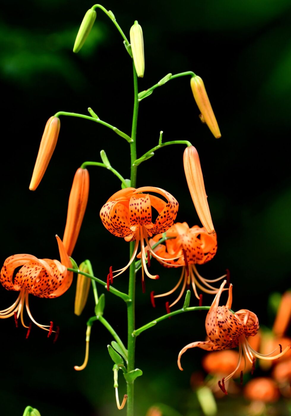 Tiger lily flower 🌼 🐅 Bold colors and patterns for every garden
