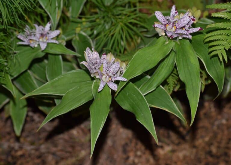 Toad lily plants