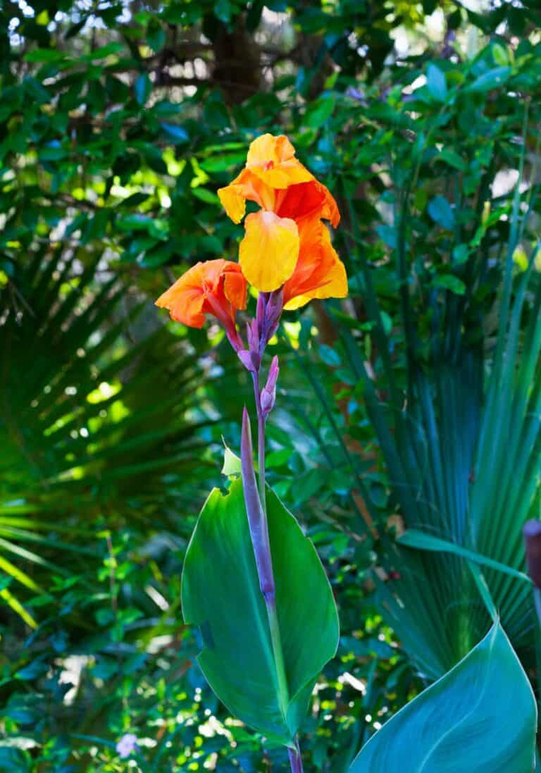 Tropical garden flower