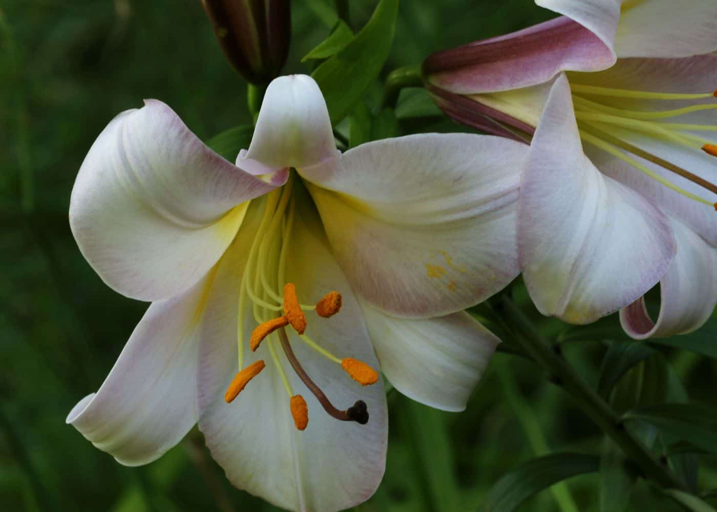 Trumpet lily
