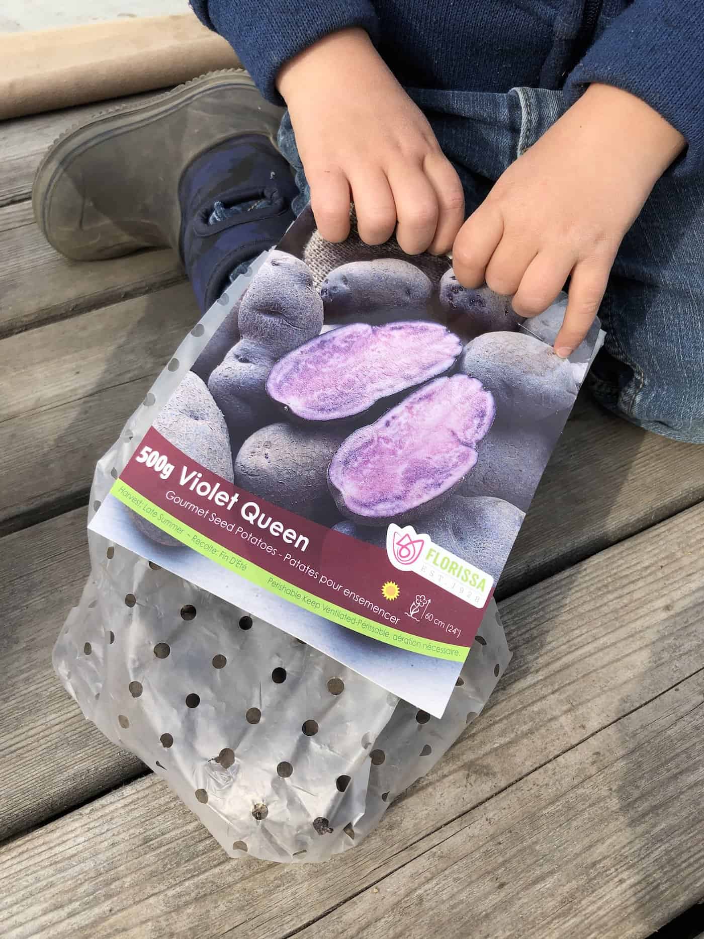 Violet queen bag of seed potatoes