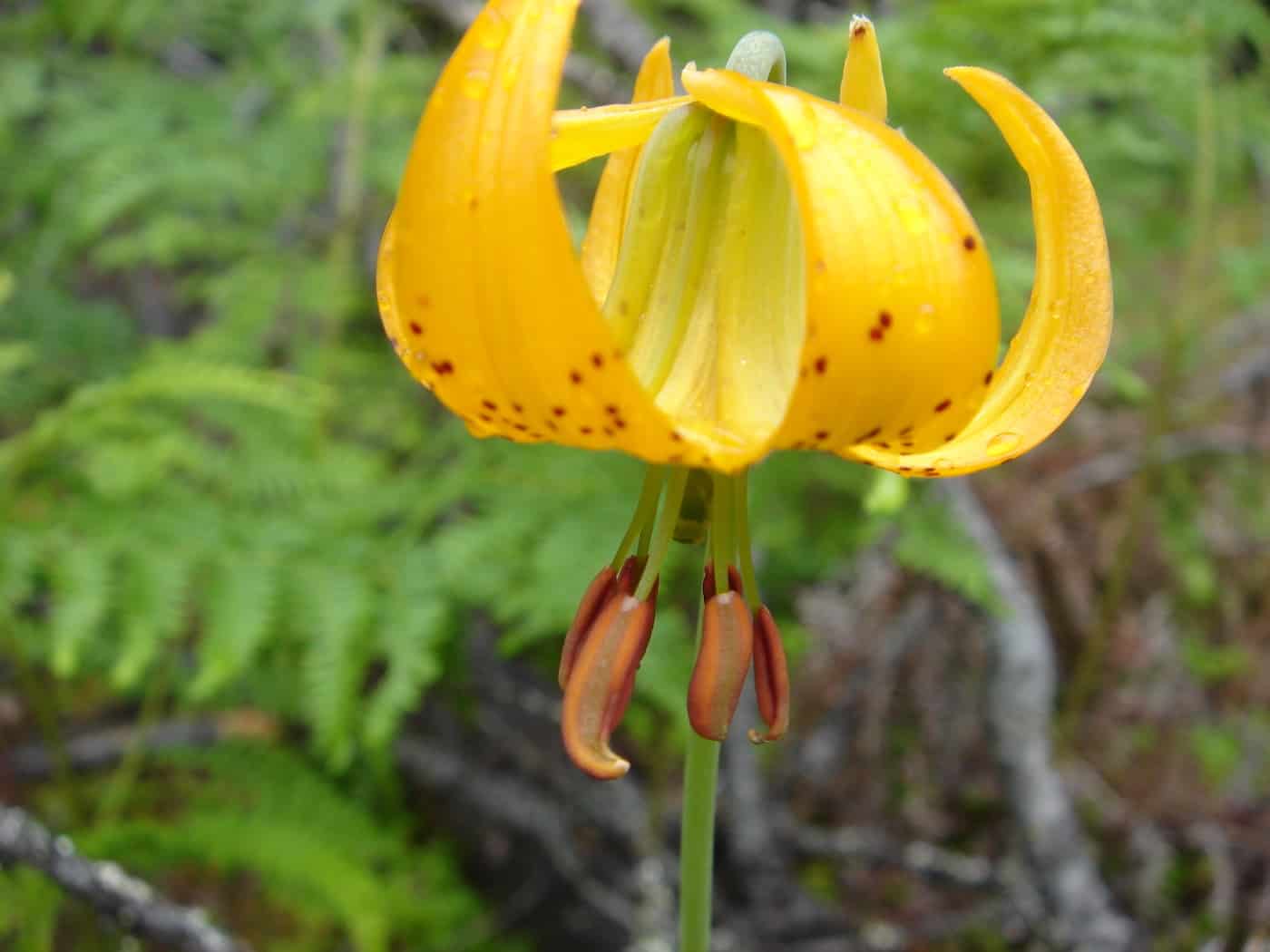 Wild cold hardy lily