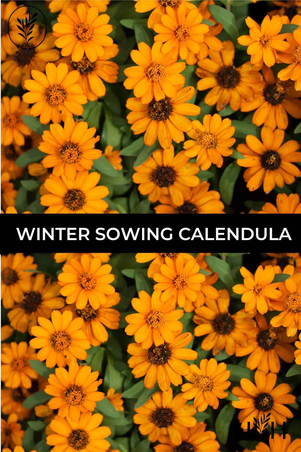 Winter sowing calendula via @home4theharvest