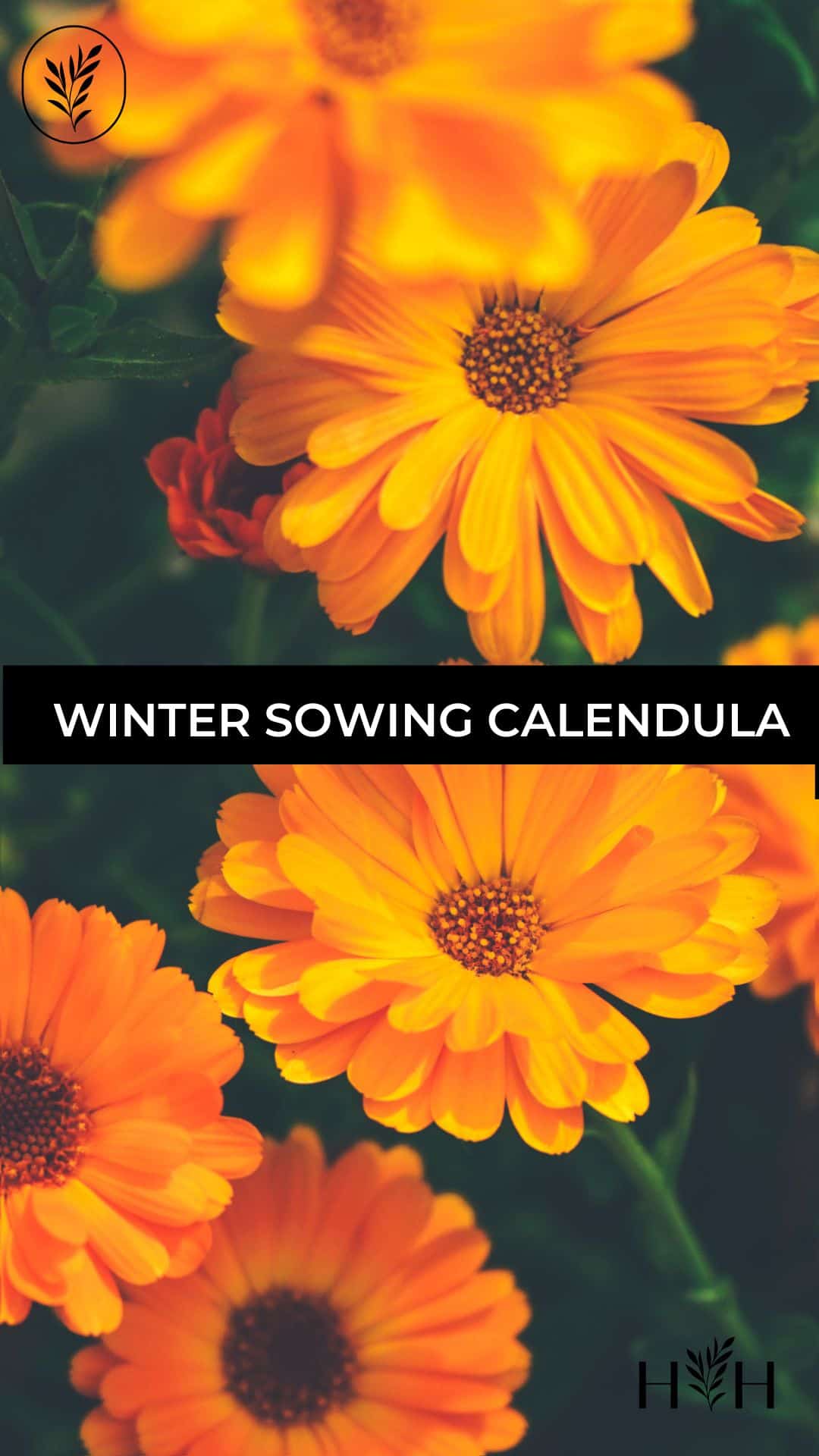 Winter sowing calendula via @home4theharvest