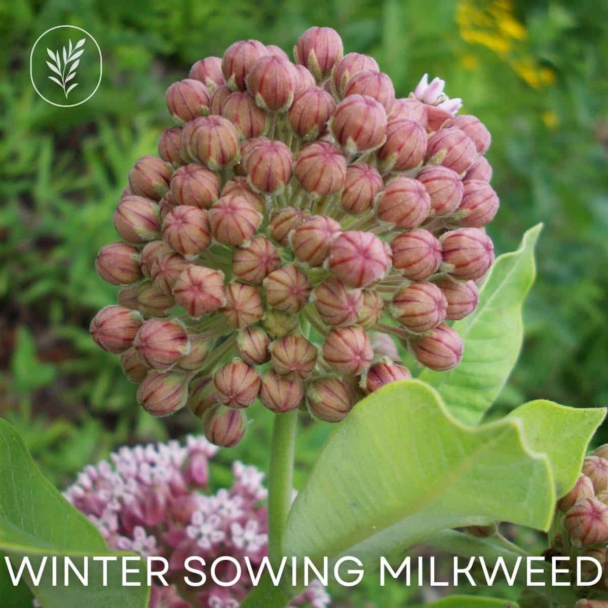 Winter sowing milkweed via @home4theharvest